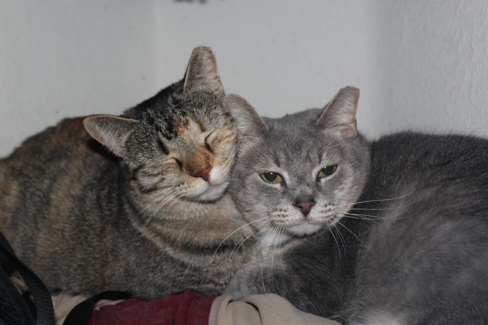 Enlarge Verna (CL-J), a Adoptable mixed breed in Austin, TX image 3/4