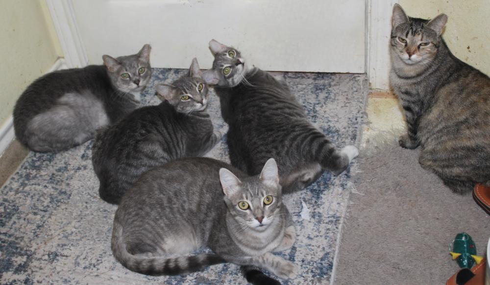 Enlarge Verna (CL-J), a Adoptable mixed breed in Austin, TX image 4/4