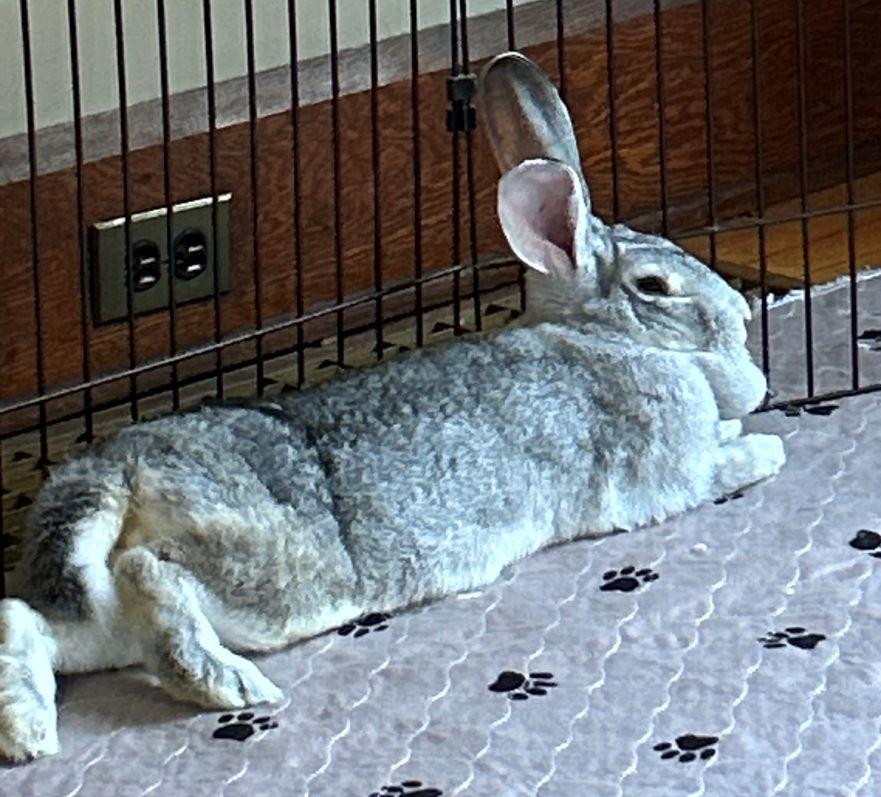 Frankie, Adoptable, Adult Female Chinchilla.
