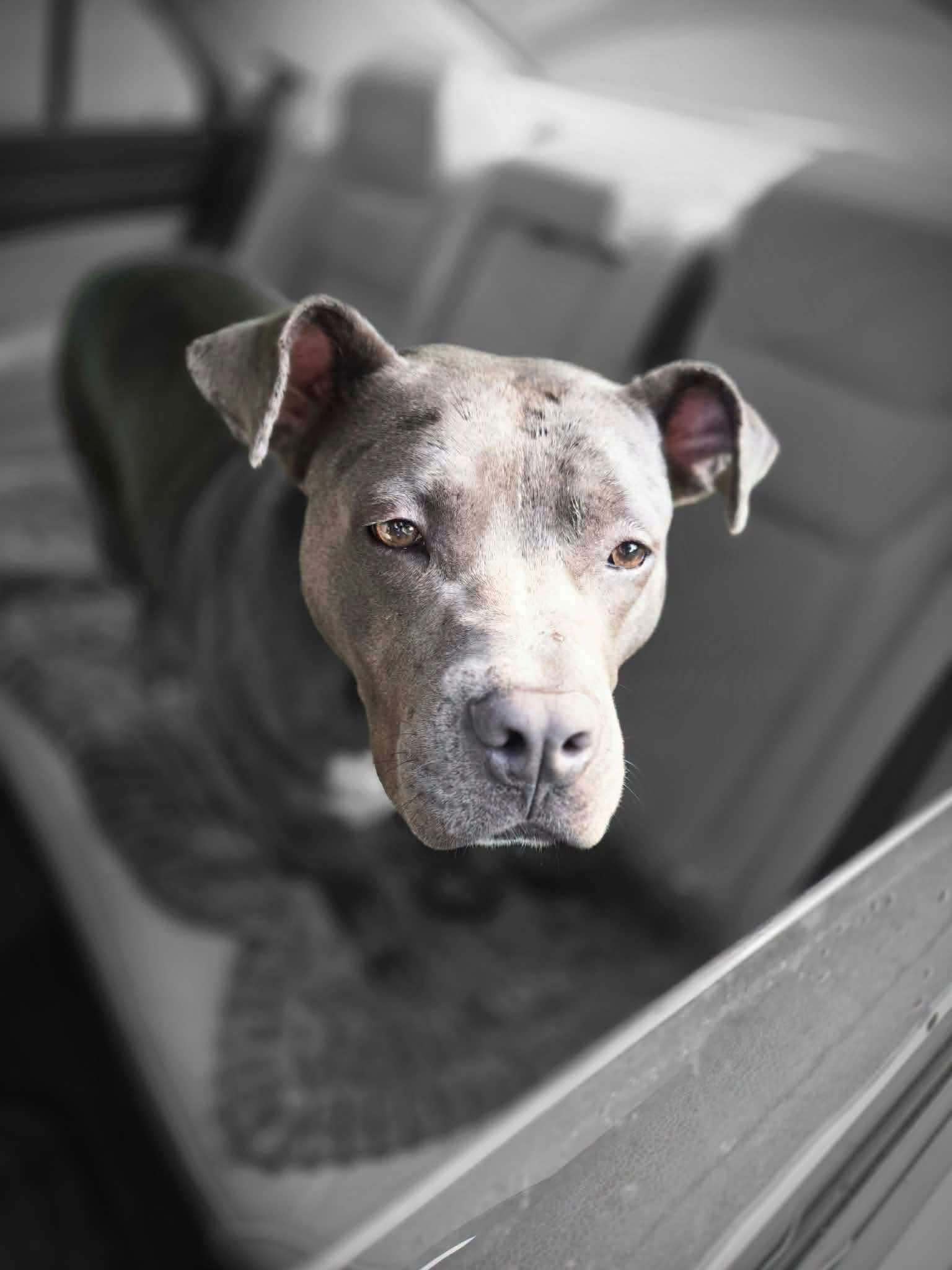 Enlarge Opie, a Adoptable mixed breed in Union City, NJ image 3/6