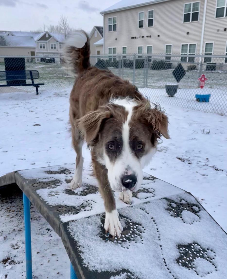 Cliffy *courtesy post*, adopted, Young Male Saint Bernard.