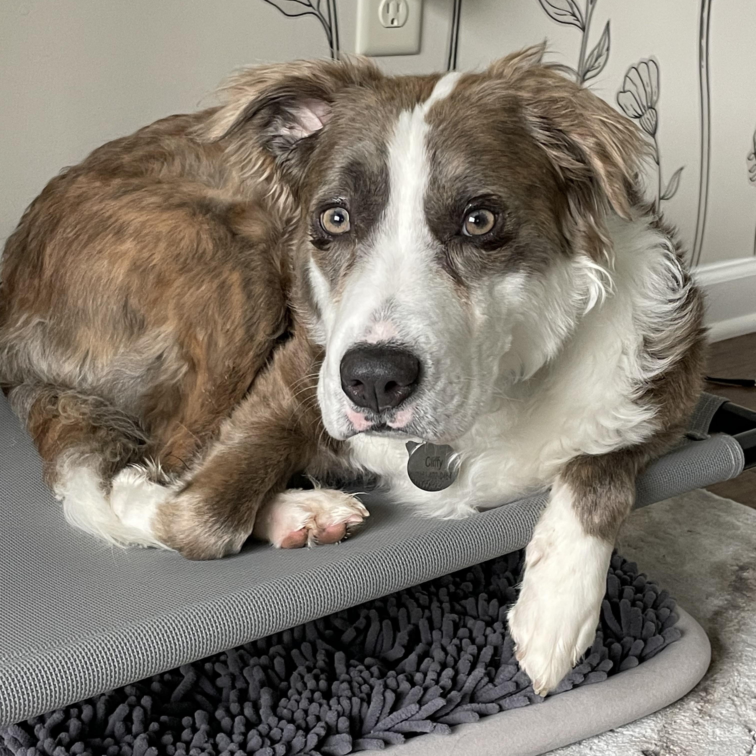 Enlarge Cliffy *courtesy post*, an adopted mixed breed in Hilton, NY image 2/5