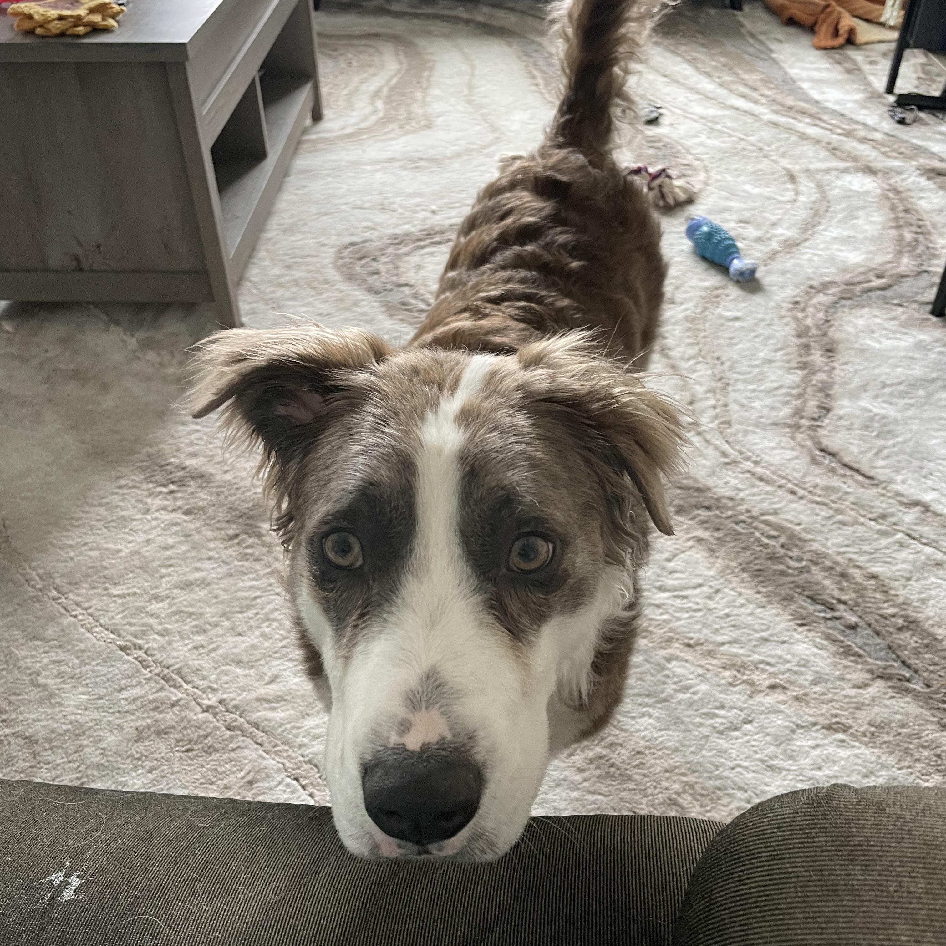 Enlarge Cliffy *courtesy post*, an adopted mixed breed in Hilton, NY image 3/5