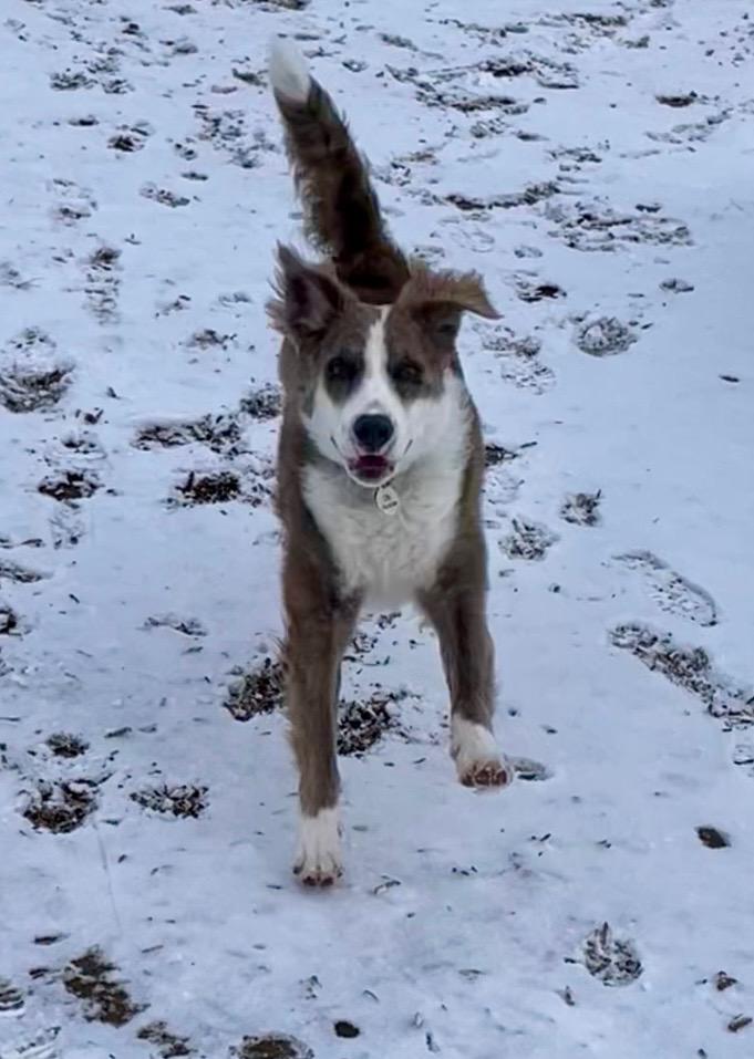 Enlarge Cliffy *courtesy post*, an adopted mixed breed in Hilton, NY image 4/5