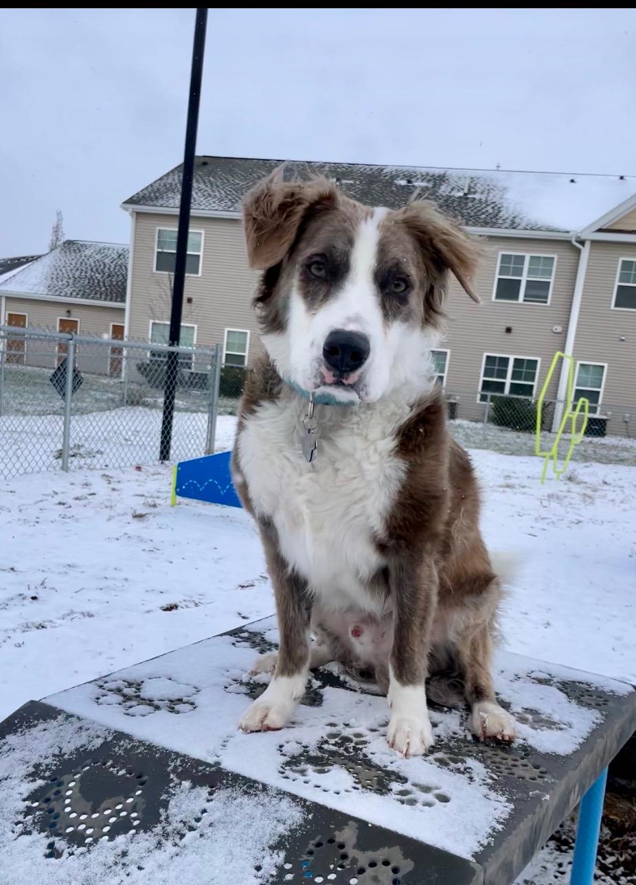 Enlarge Cliffy *courtesy post*, an adopted mixed breed in Hilton, NY image 5/5