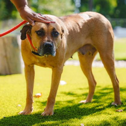 Hunni, Adoptable, Adult Female Mixed Breed & Mixed Breed.