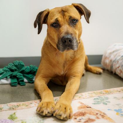 Enlarge Hunni, a Adoptable mixed breed in Atlanta, GA image 2/2