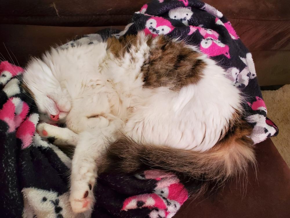 Cookie L., a Adoptable Domestic Short Hair in GREENVILLE, SC image 1/6