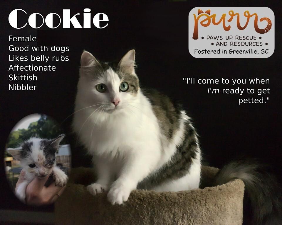 Cookie L., a Adoptable Domestic Short Hair in GREENVILLE, SC image 2/6