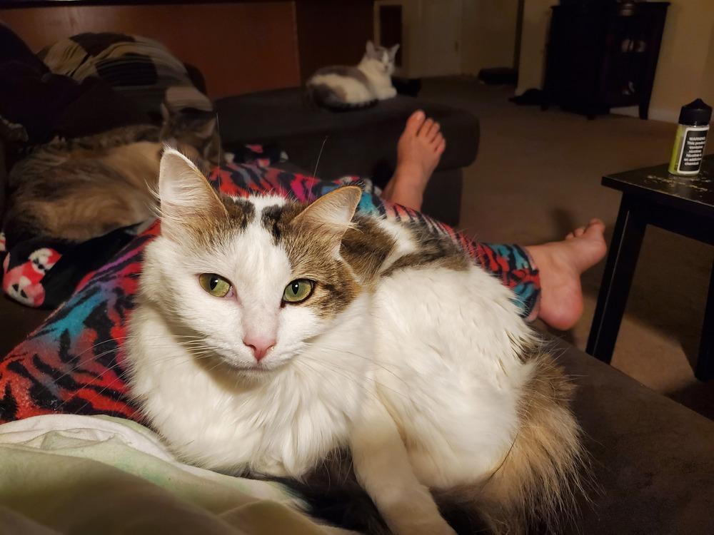 Cookie L., a Adoptable Domestic Short Hair in GREENVILLE, SC image 3/6