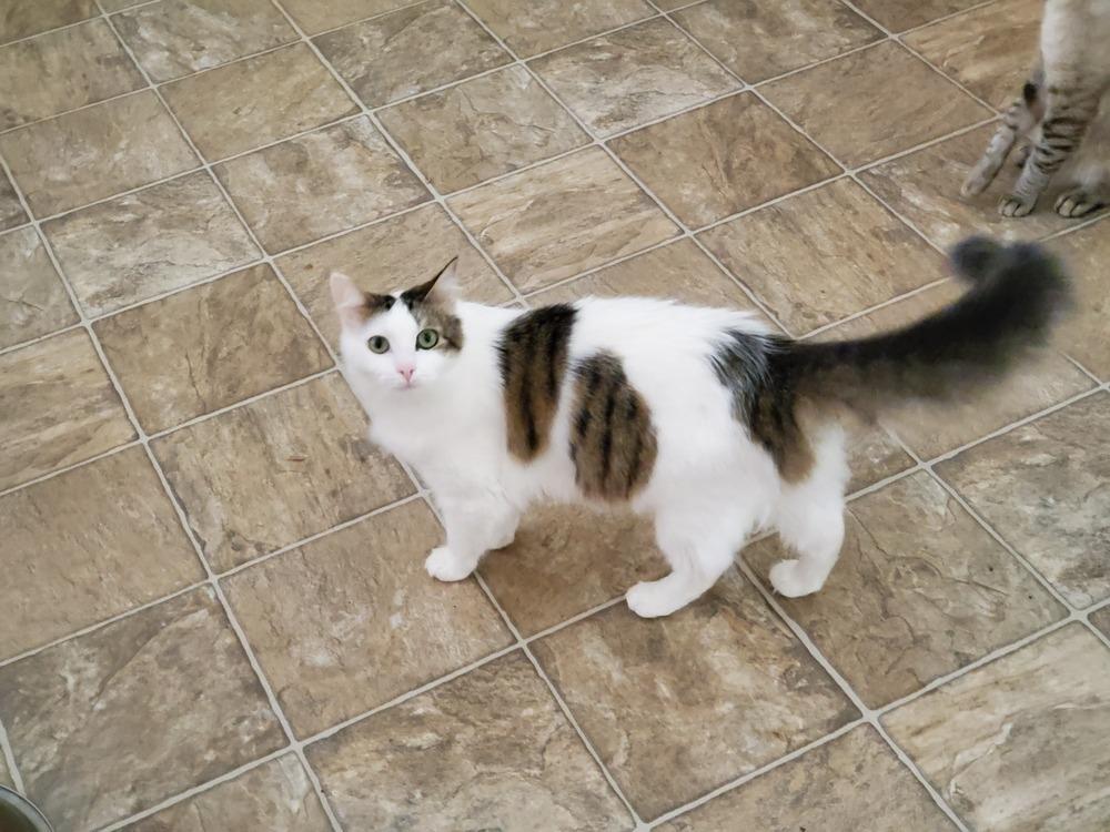 Cookie L., a Adoptable Domestic Short Hair in GREENVILLE, SC image 4/6