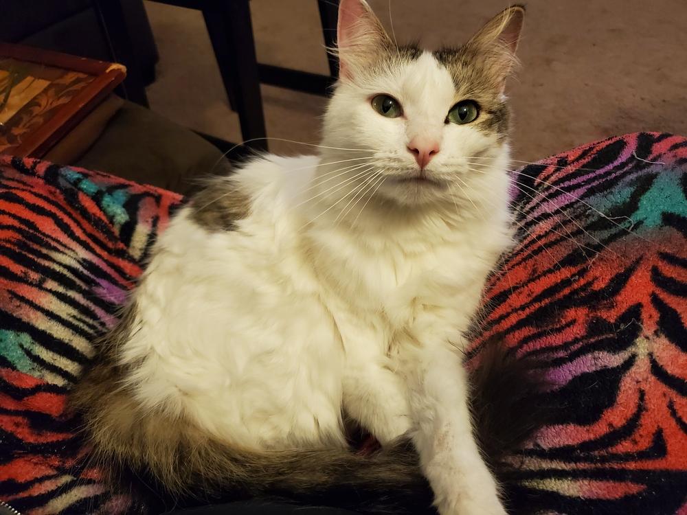 Cookie L., a Adoptable Domestic Short Hair in GREENVILLE, SC image 5/6