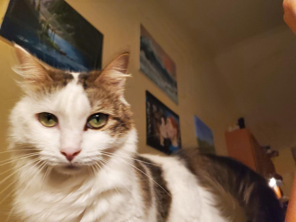 Cookie L., a Adoptable Domestic Short Hair in GREENVILLE, SC image 6/6