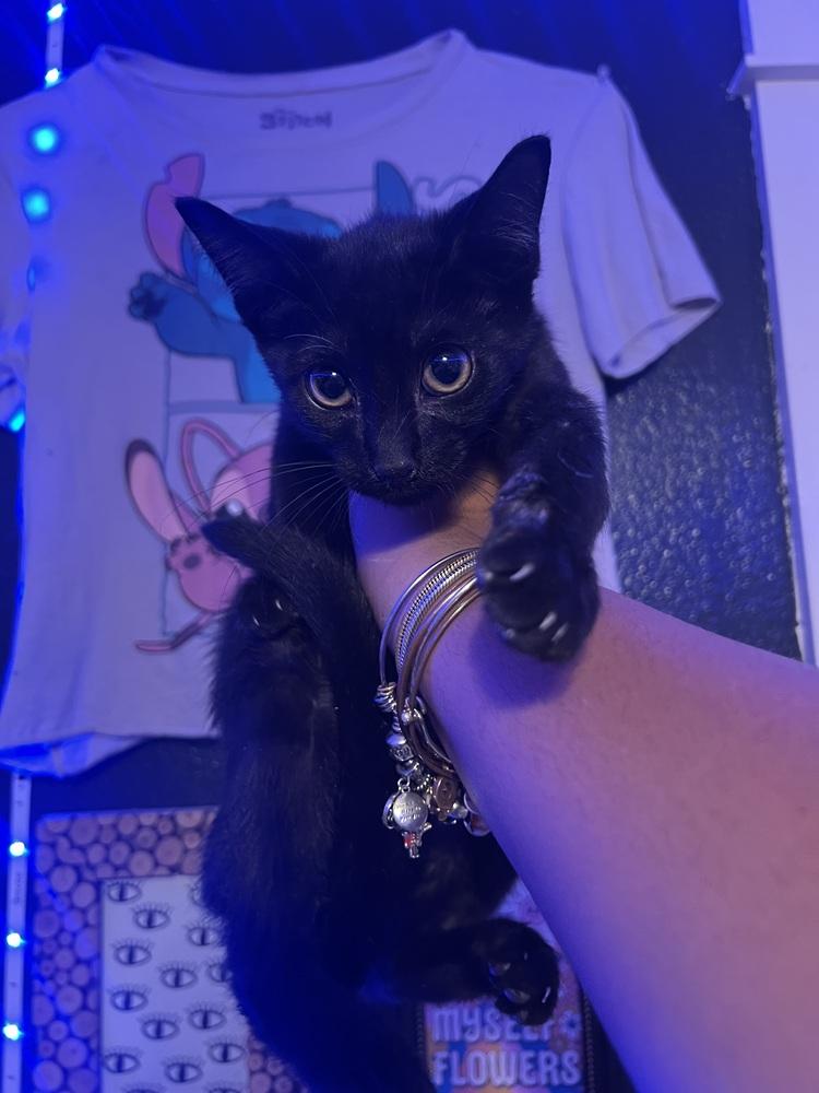 Enlarge Galaxy, a Adoptable Domestic Short Hair in DELTONA, FL image 2/4