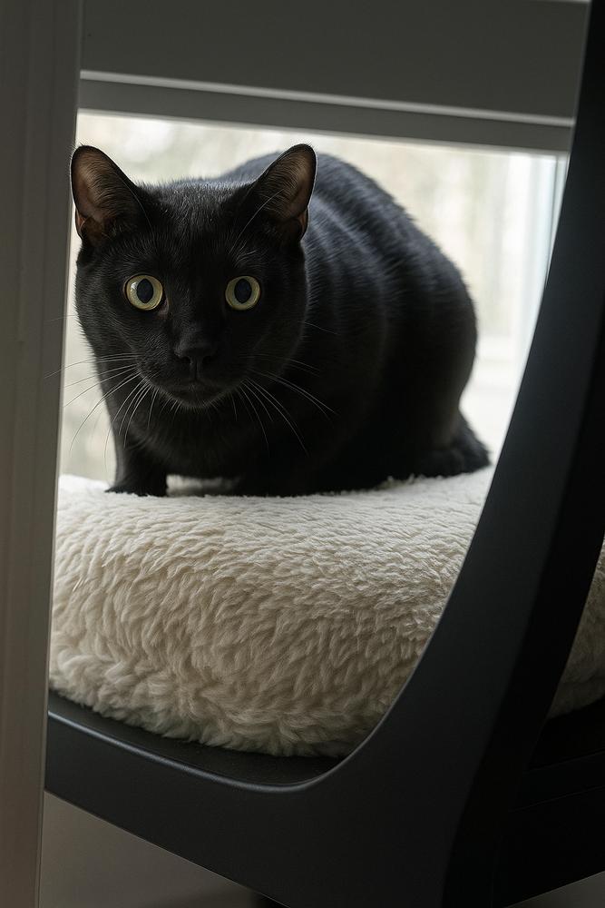 Enlarge Galaxy, a Adoptable Domestic Short Hair in DELTONA, FL image 3/4