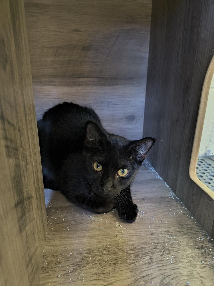 Enlarge Galaxy, a Adoptable Domestic Short Hair in DELTONA, FL image 4/4