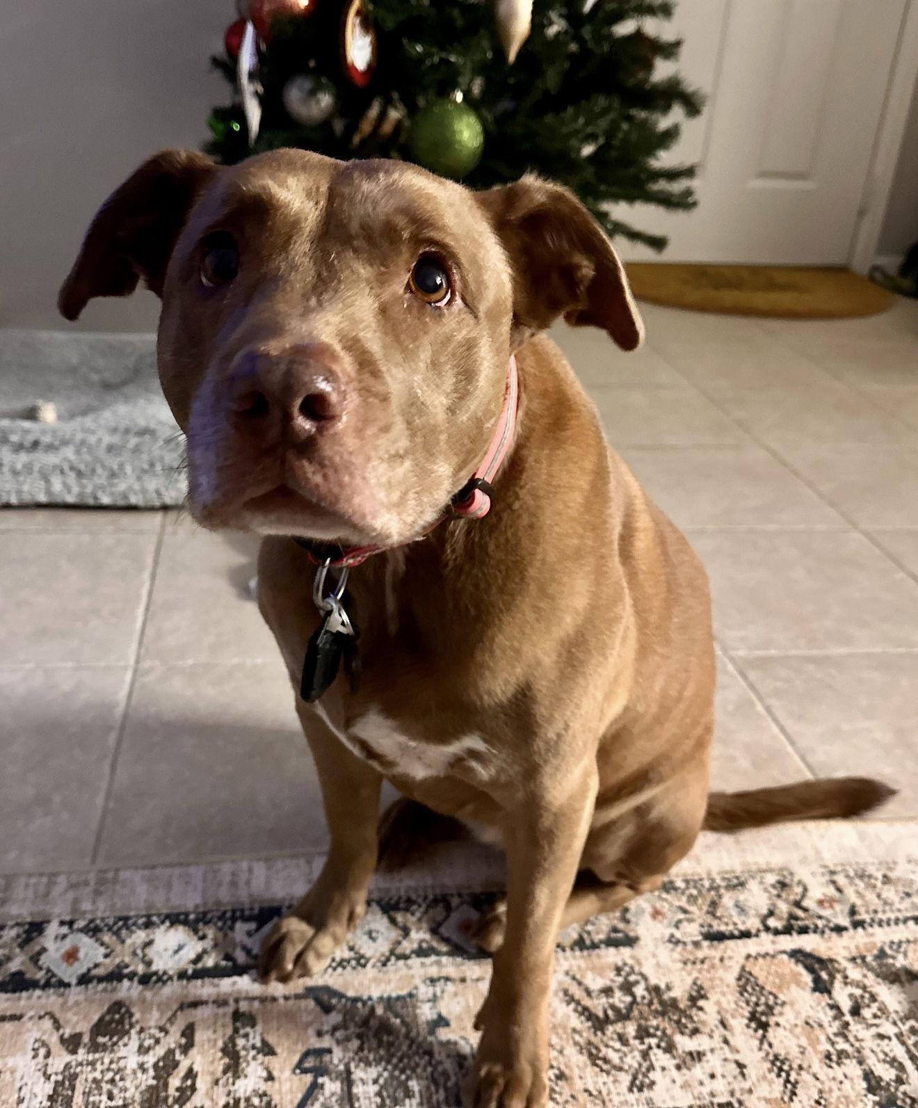 Courtesy; Hazle, Adoptable, Adult Female Terrier.