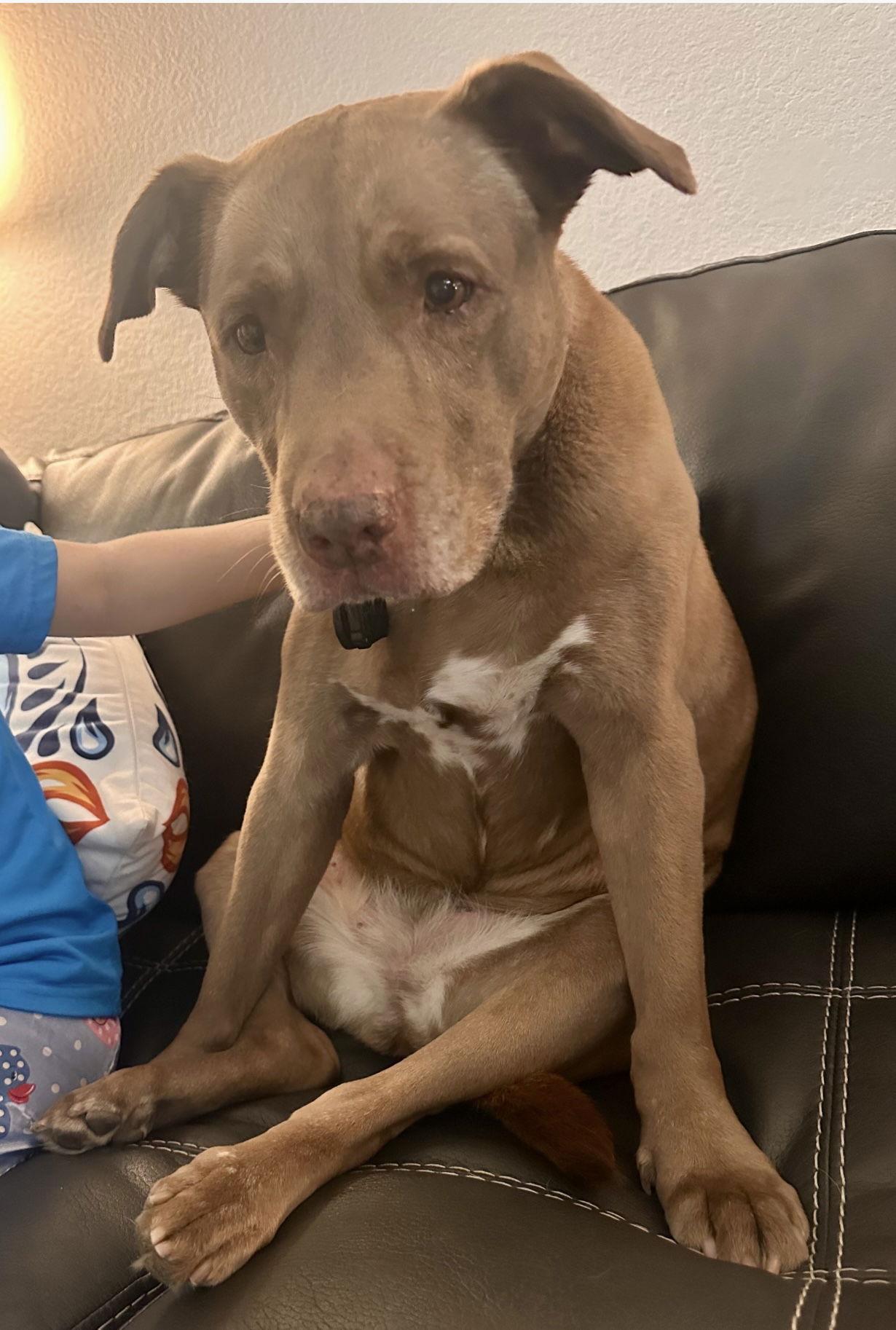 Enlarge Courtesy; Hazle, a Adoptable Terrier in Euless, TX image 2/3