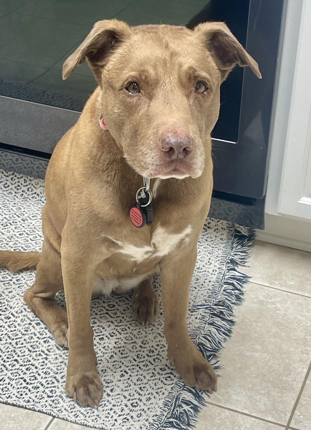 Enlarge Courtesy; Hazle, a Adoptable Terrier in Euless, TX image 3/3