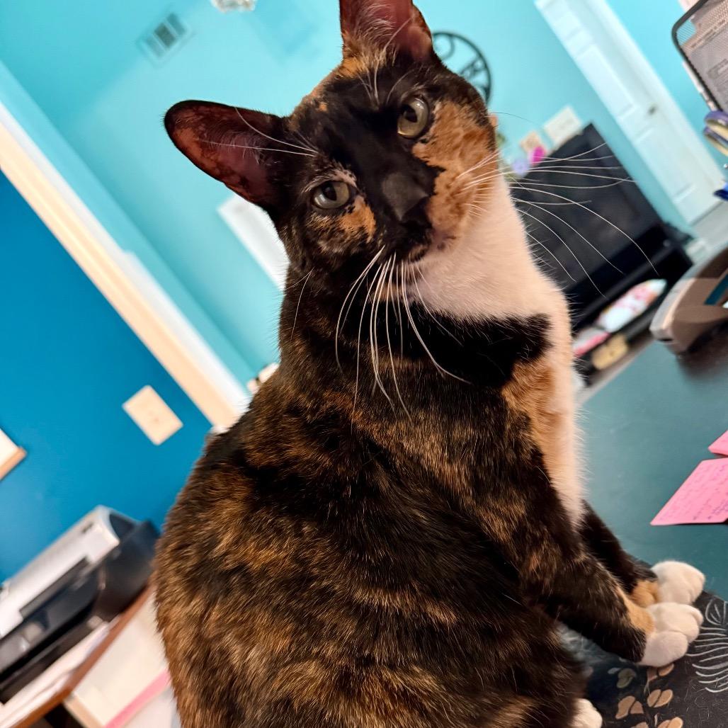 Enlarge Louise, a Adoptable Domestic Short Hair in Woodstock, GA image 1/3