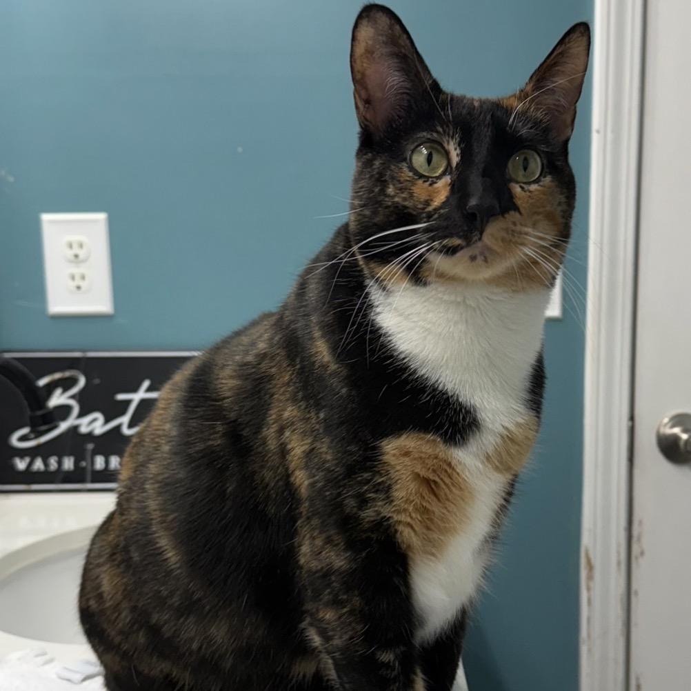 Enlarge Louise, a Adoptable Domestic Short Hair in Woodstock, GA image 3/3