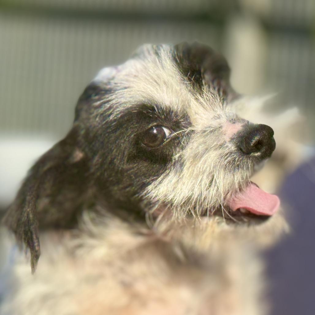 Enlarge Louie, a Adoptable mixed breed in San Antonio, TX image 3/5