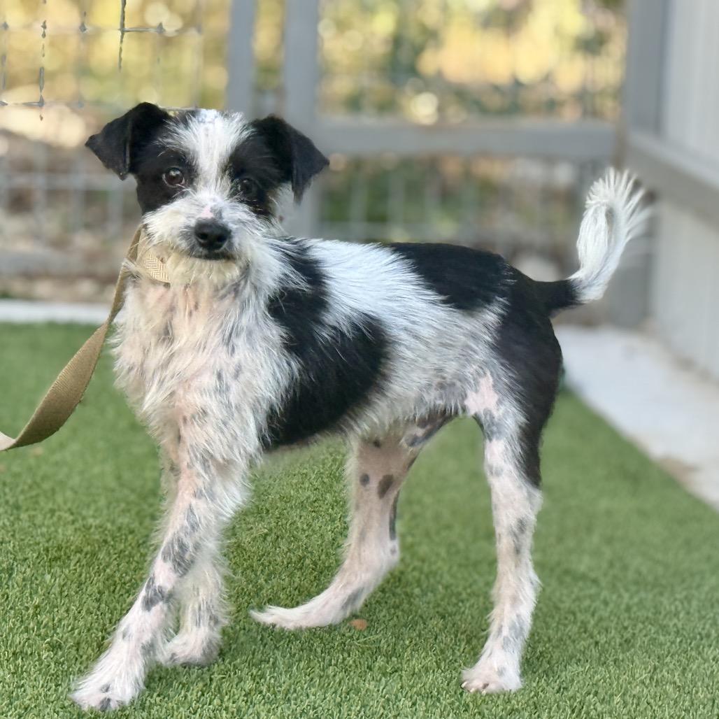 Enlarge Louie, a Adoptable mixed breed in San Antonio, TX image 1/5