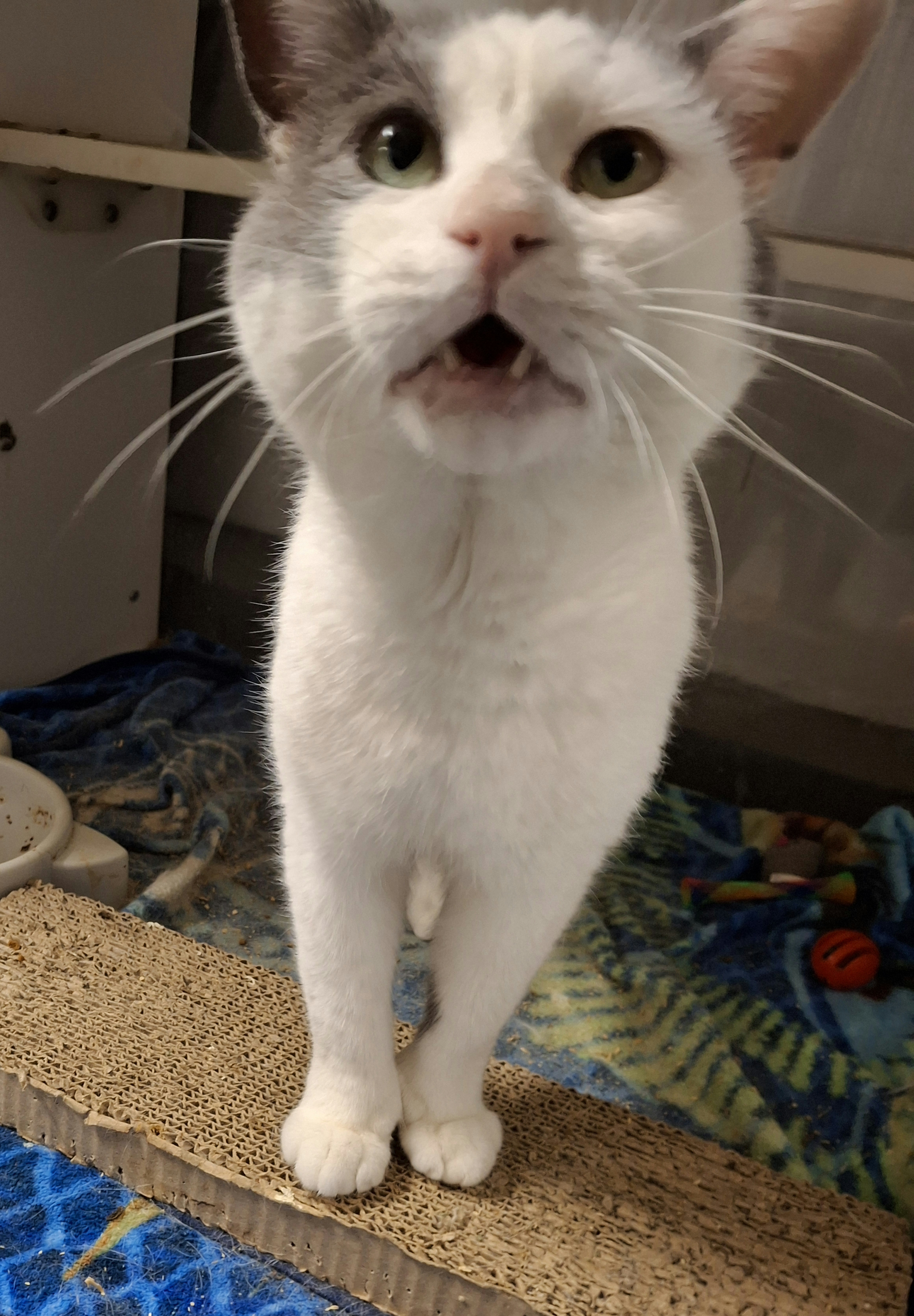 GW, a Adoptable Domestic Short Hair in Bear, DE image 2/3