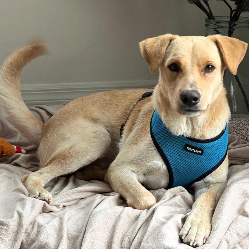 Vanilla  The Sweetest