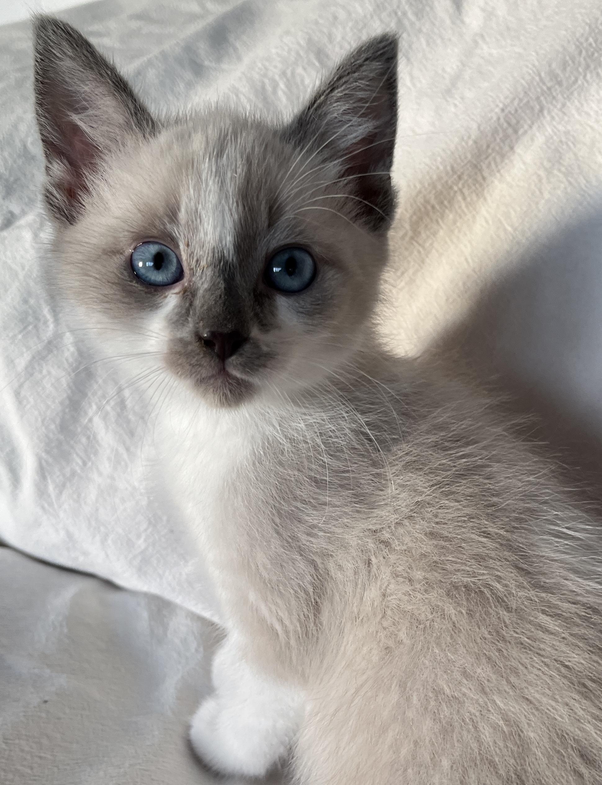 Calvin, adopted, Kitten Male Snowshoe & Domestic Short Hair.