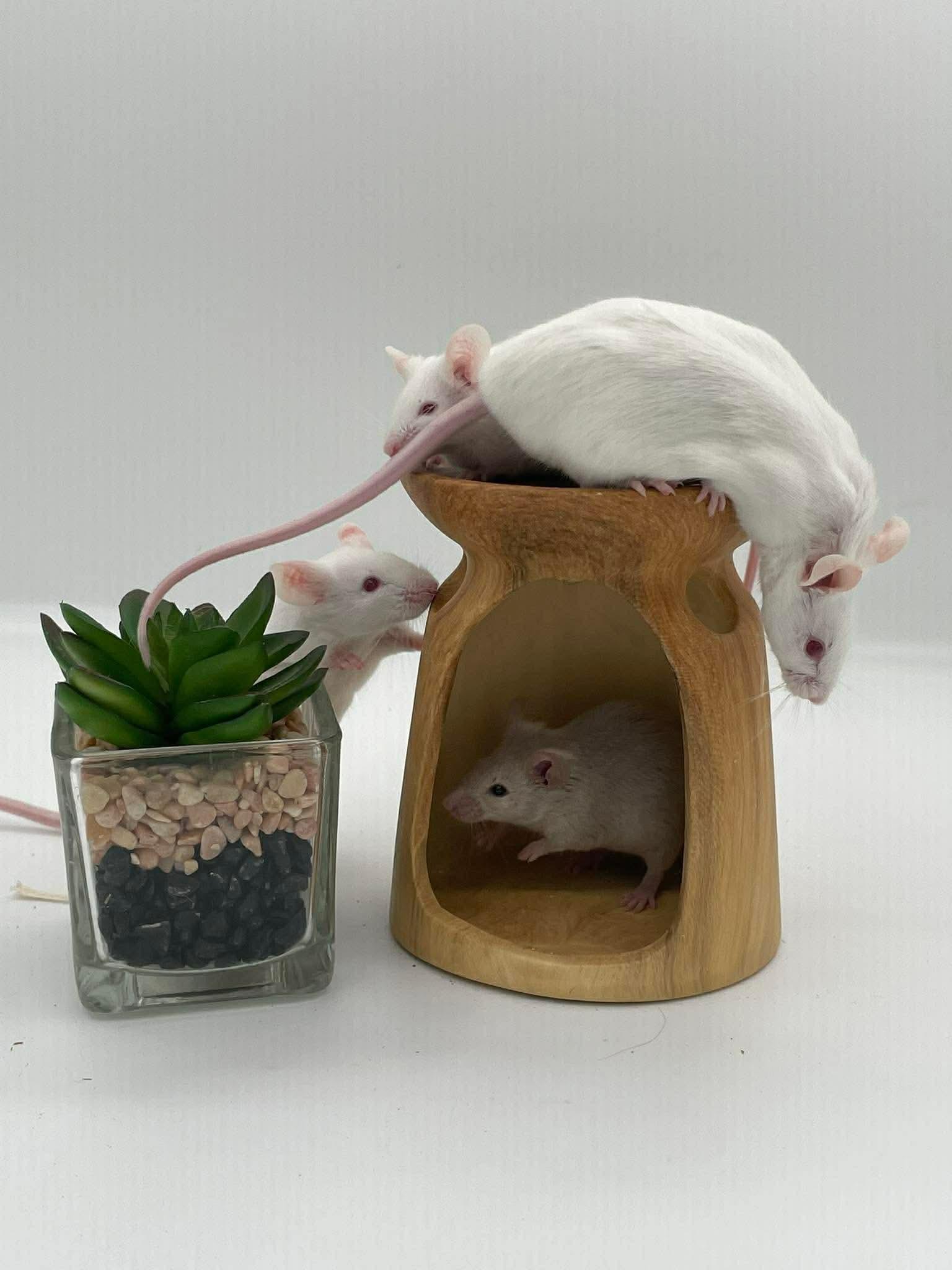 Enlarge Maple, Wisteria, Hazel & Aspen, a ADOPTABLE Mouse in Springfield, OR image 2/4