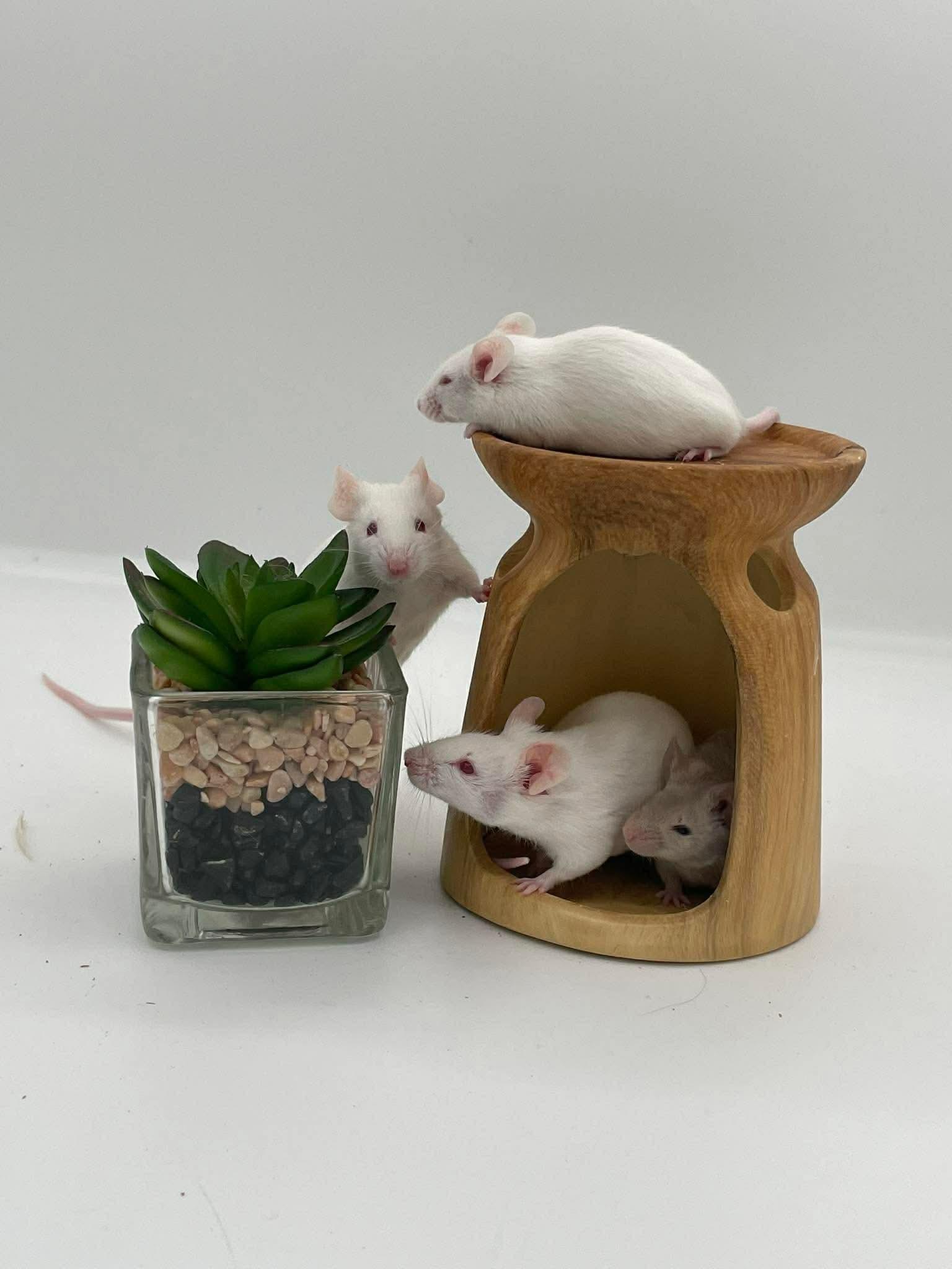 Enlarge Maple, Wisteria, Hazel & Aspen, a ADOPTABLE Mouse in Springfield, OR image 3/4