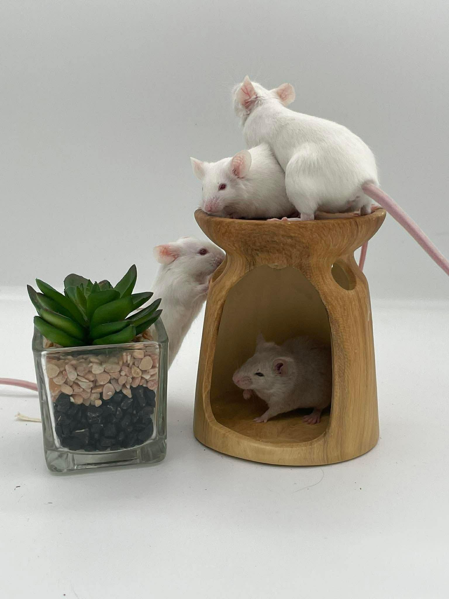 Maple, Wisteria, Hazel & Aspen, ADOPTABLE, Young Female Mouse.