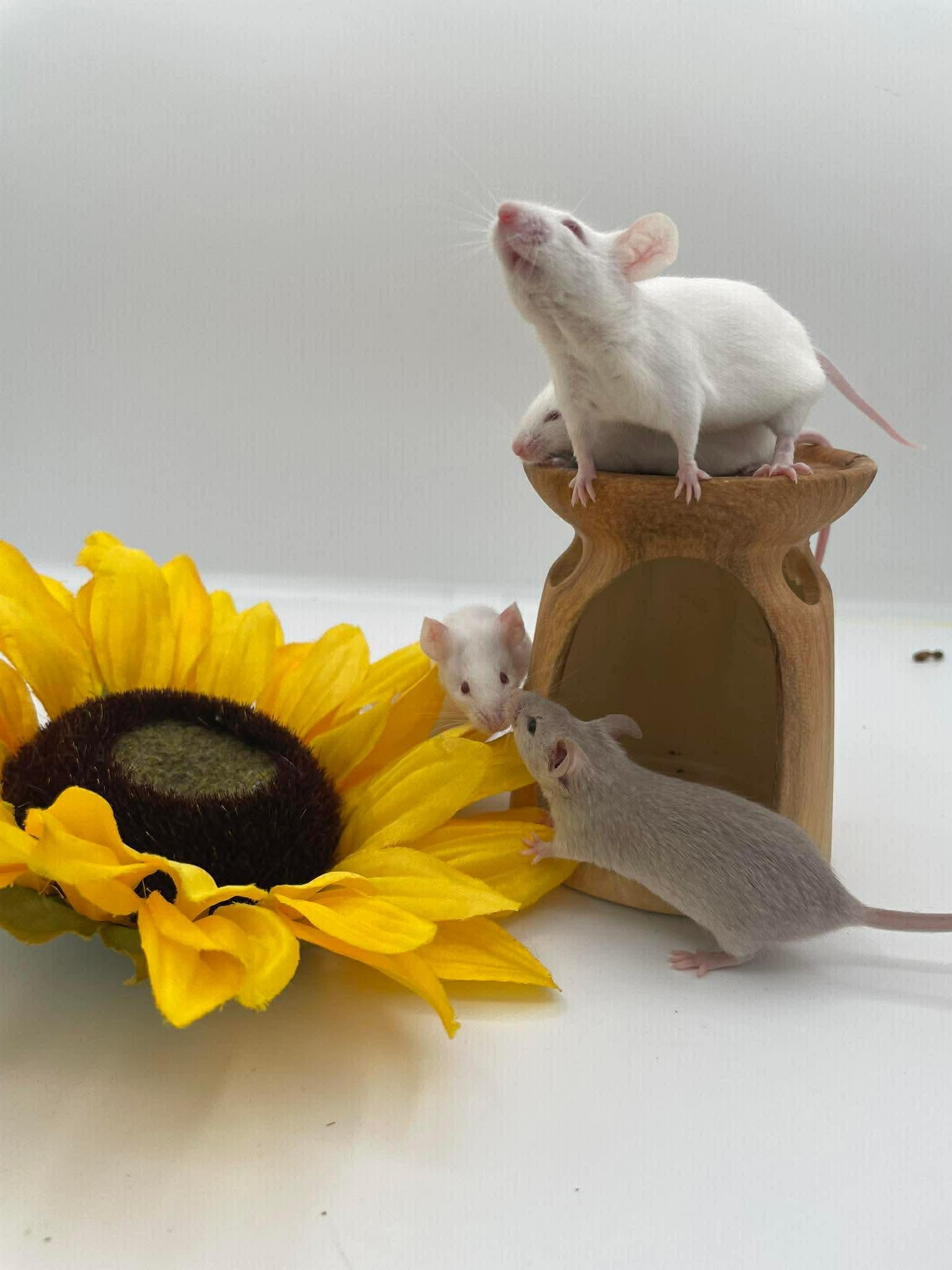 Enlarge Maple, Wisteria, Hazel & Aspen, a ADOPTABLE Mouse in Springfield, OR image 4/4