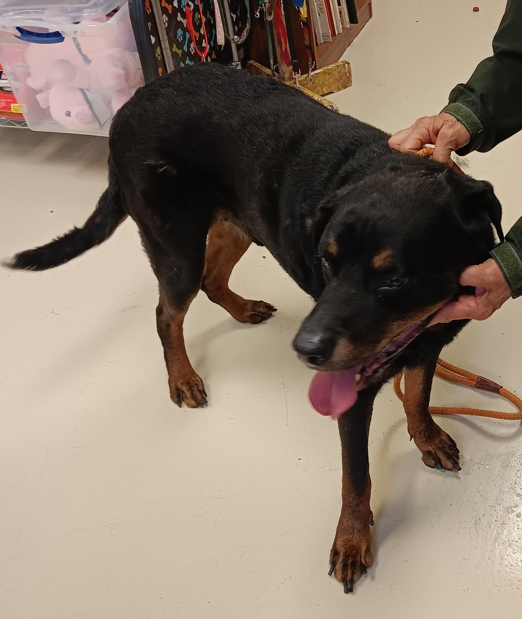 Enlarge Koda, a Adopted Rottweiler in Springfield, OH image 3/3