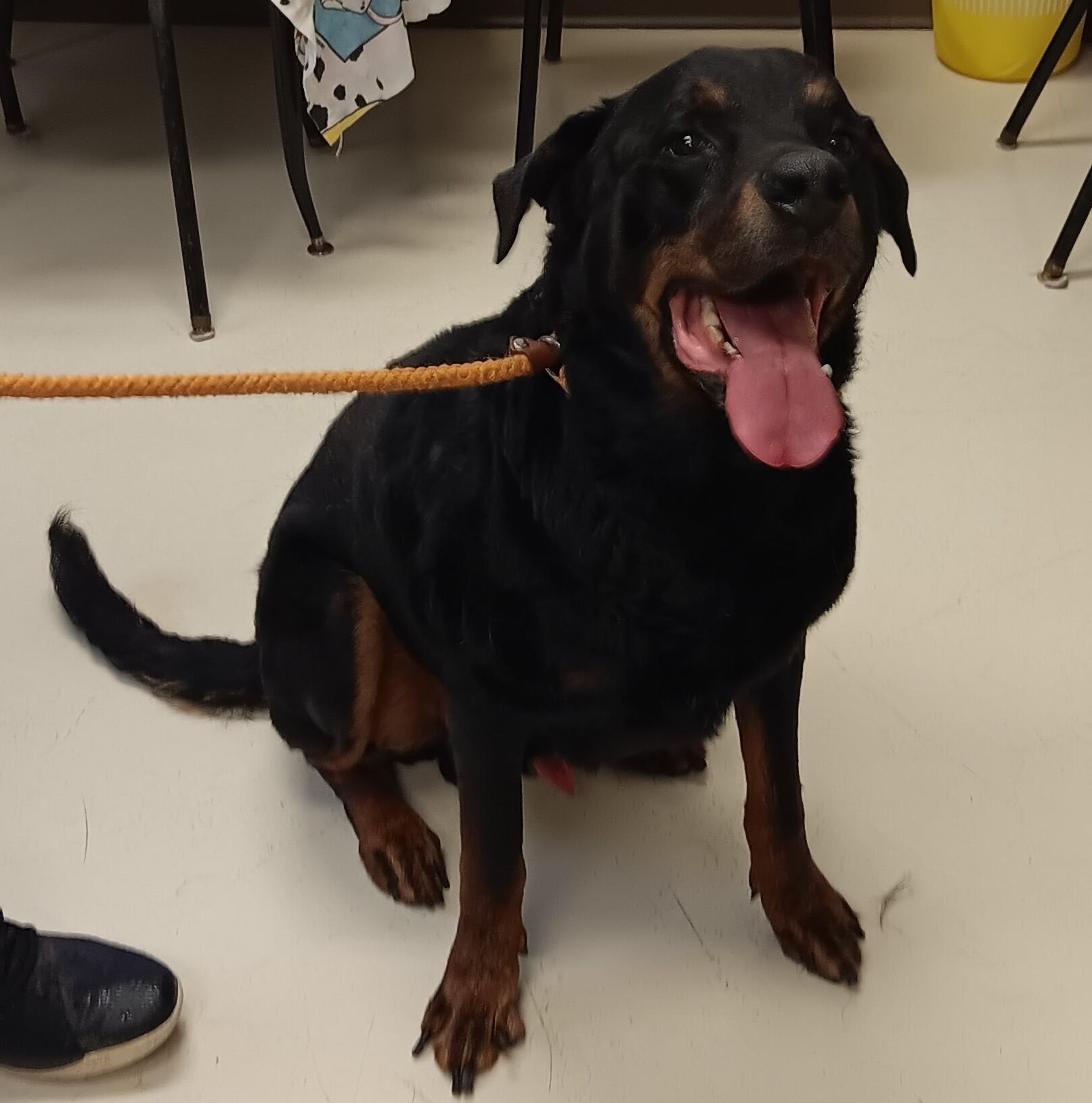 Enlarge Koda, a Adopted Rottweiler in Springfield, OH image 2/3