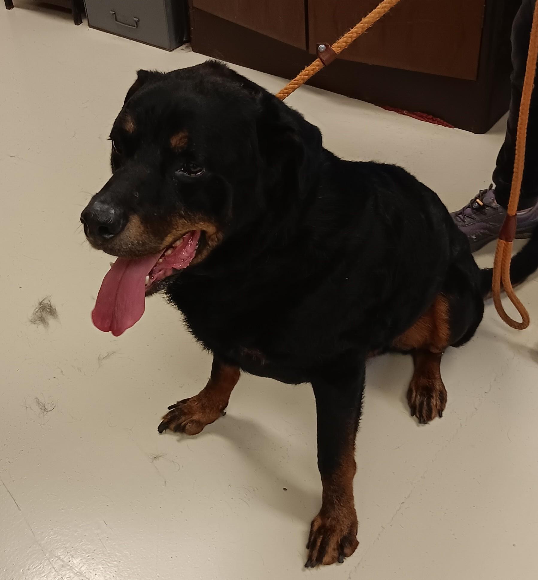 Koda, Adopted, Adult Male Rottweiler.