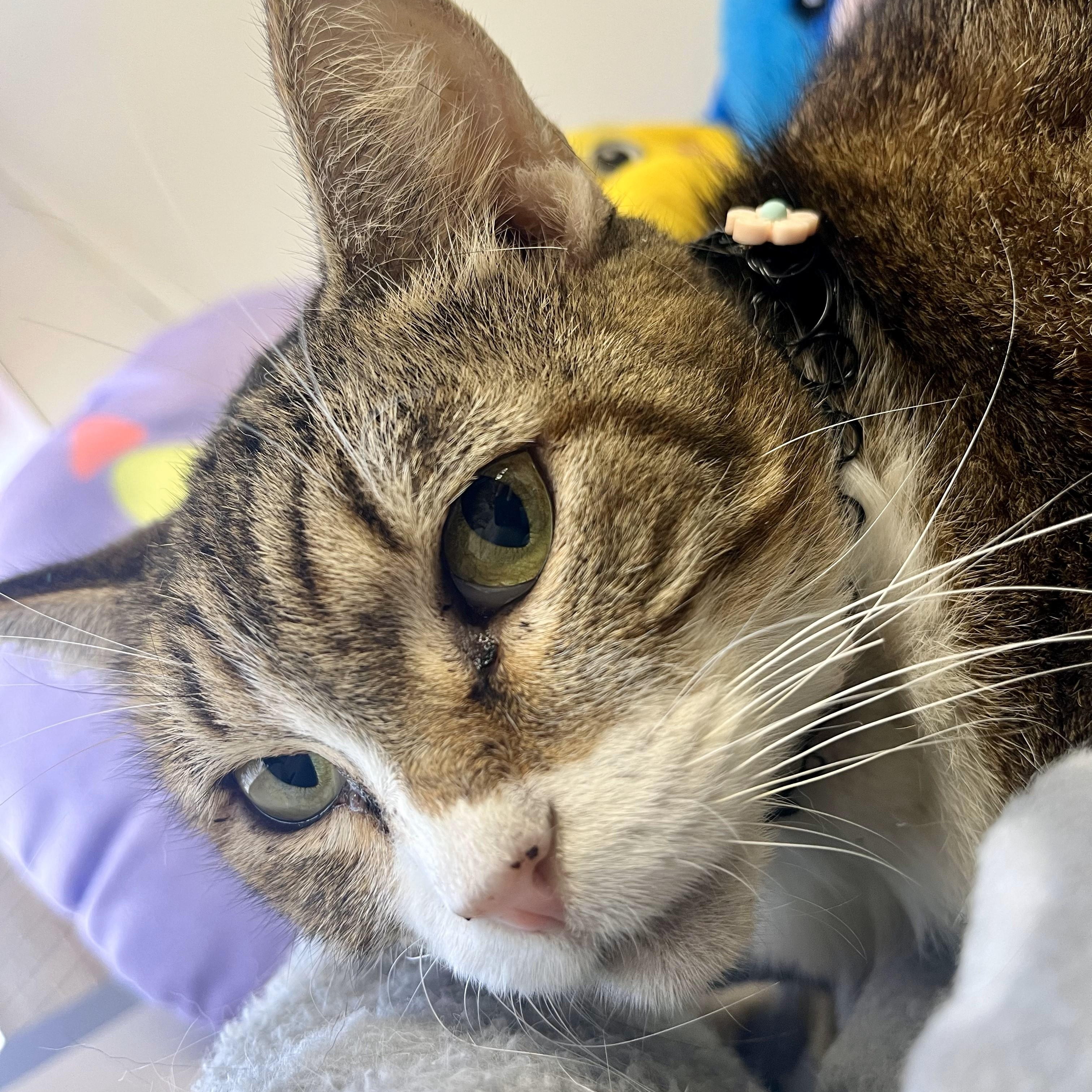 Nef'ertiti — thumbnail 5