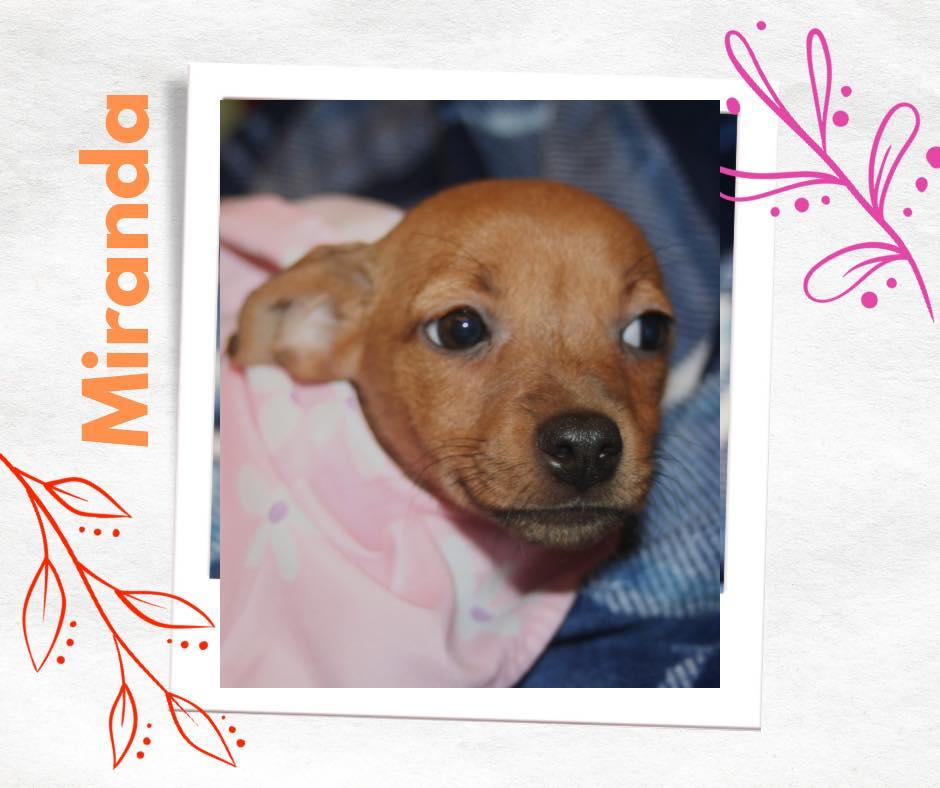 Enlarge Miranda, a Adopted mixed breed in West Richland, WA image 1/2