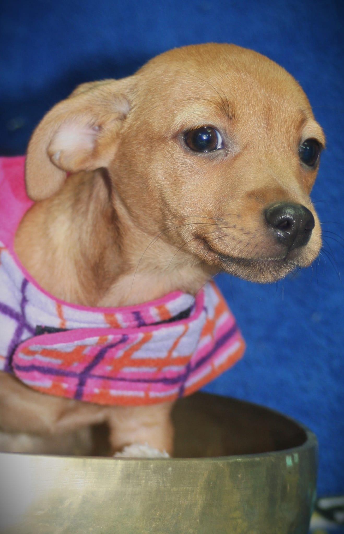 Enlarge Miranda, a Adopted mixed breed in West Richland, WA image 2/2