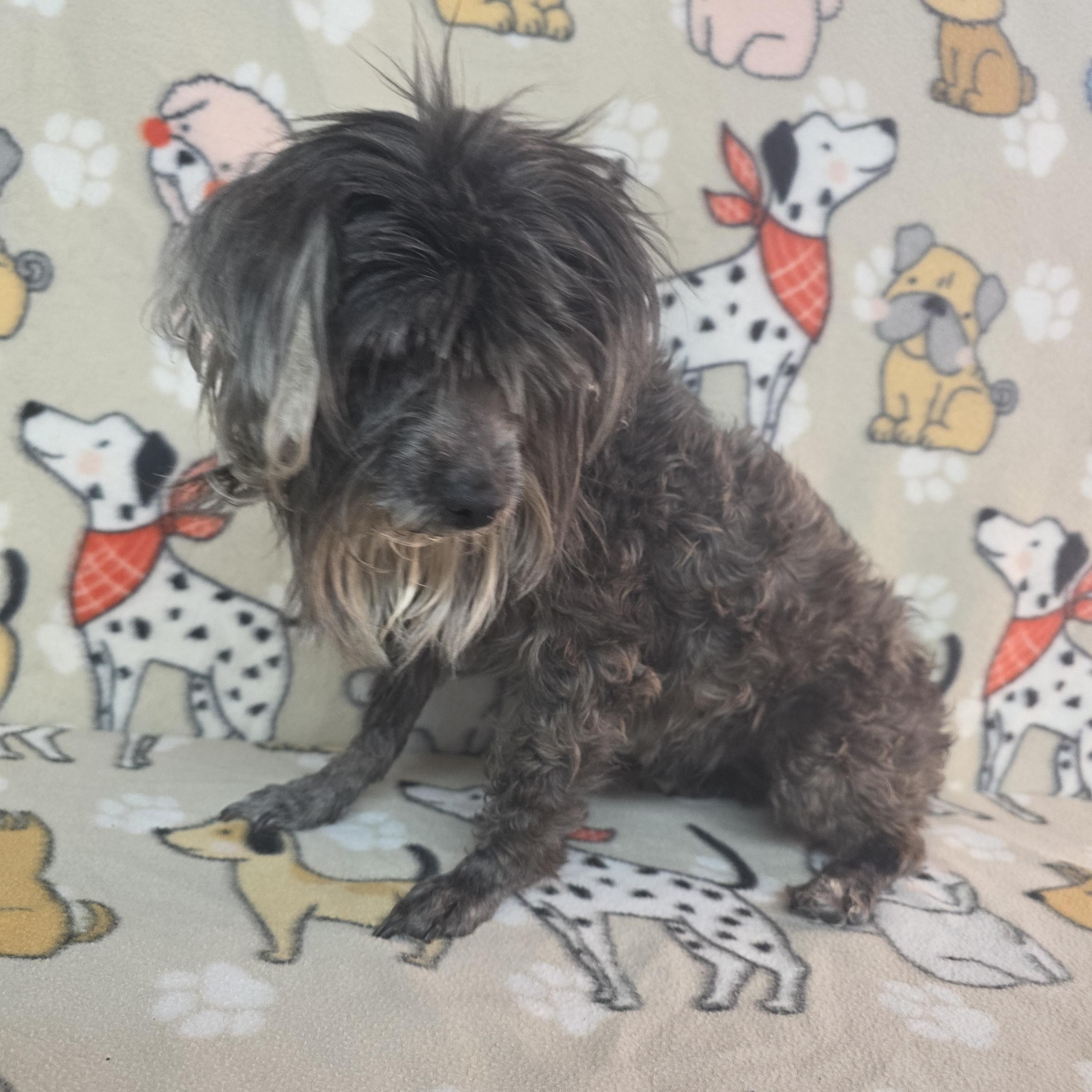 Enlarge Lola, a ADOPTABLE mixed breed in Dallas, GA image 3/3