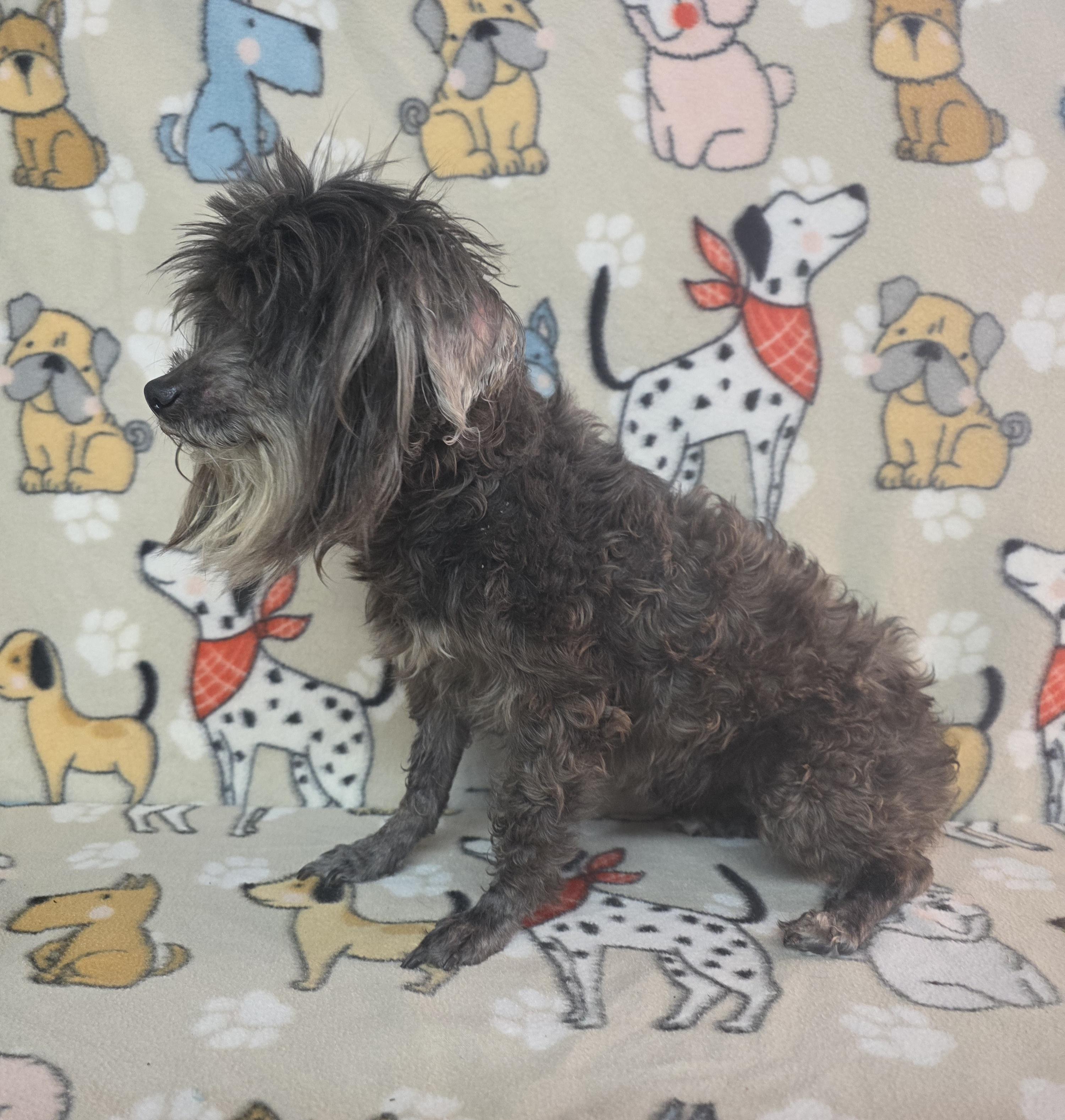 Lola, ADOPTABLE, Senior Female Shih Tzu.