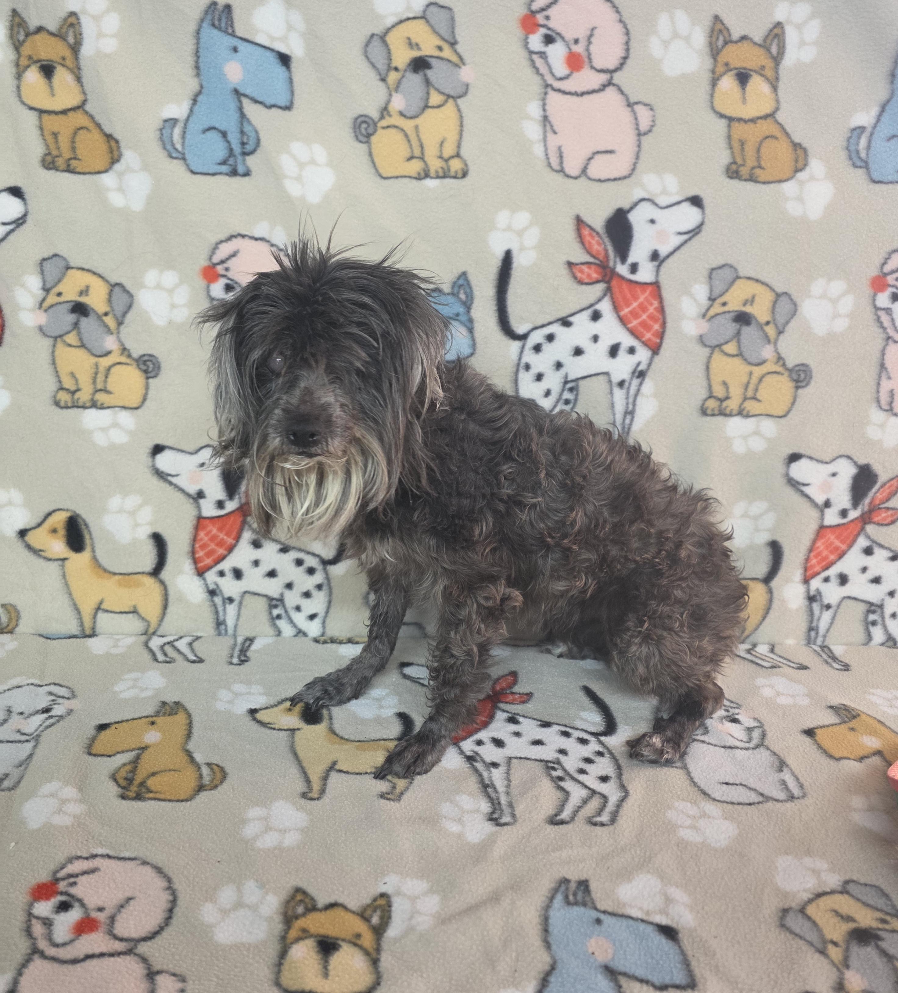 Enlarge Lola, a ADOPTABLE mixed breed in Dallas, GA image 2/3