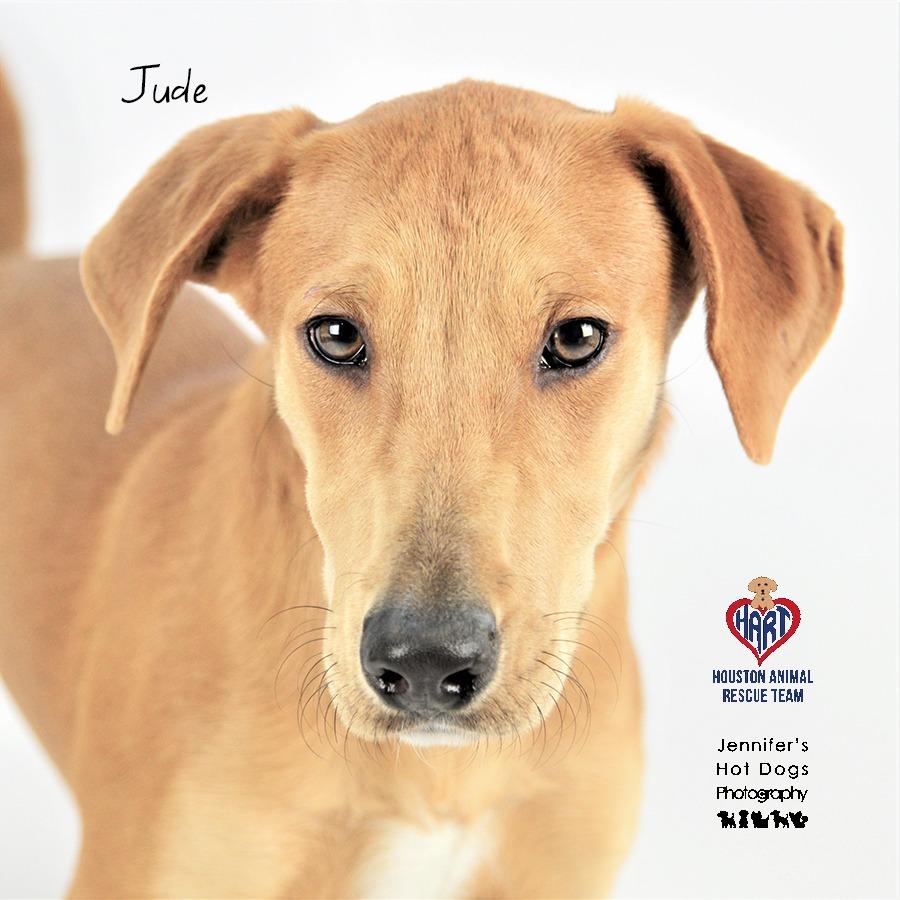 Jude, Adoptable, Adult Male Labrador Retriever & Terrier.
