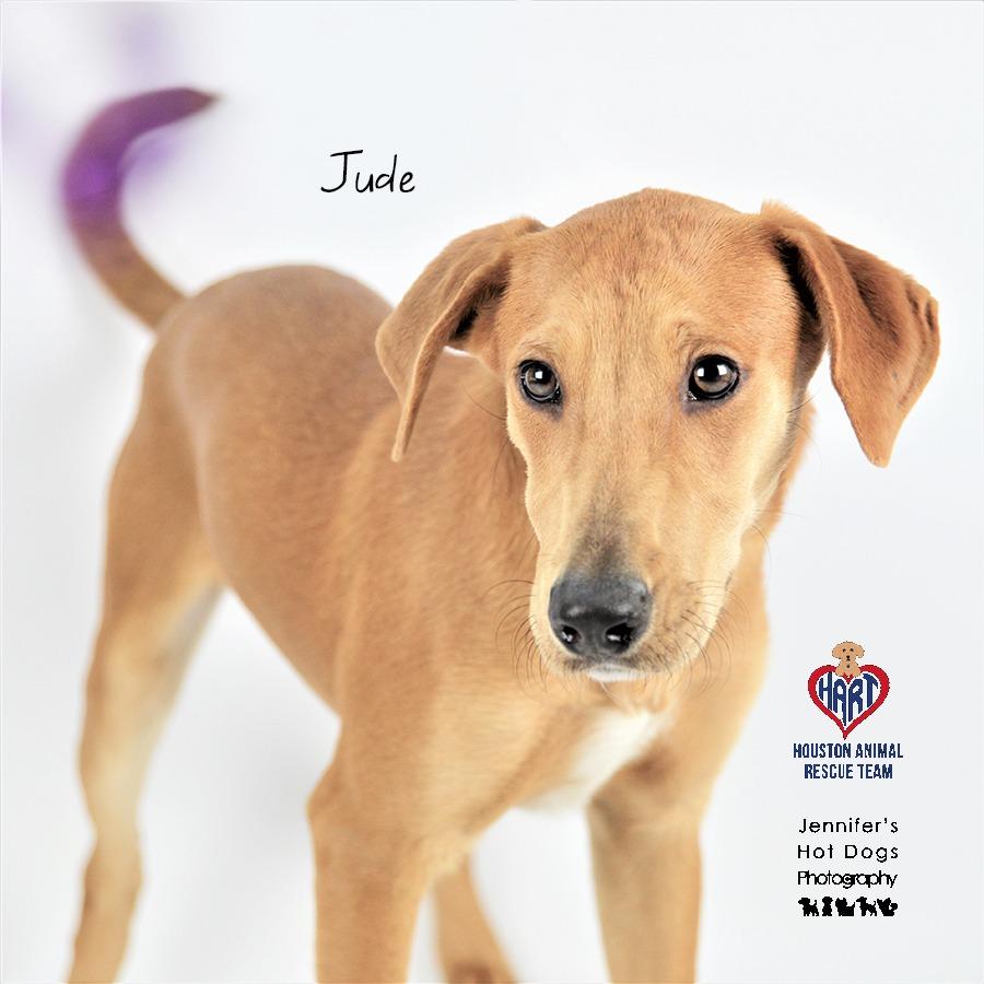Enlarge Jude, a Adoptable mixed breed in Hockley, TX image 2/3