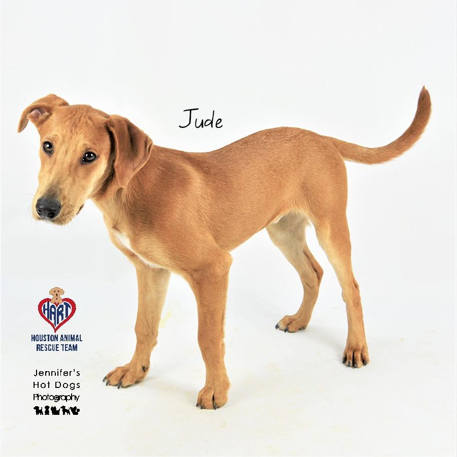 Enlarge Jude, a Adoptable mixed breed in Tomball, TX image 2/6