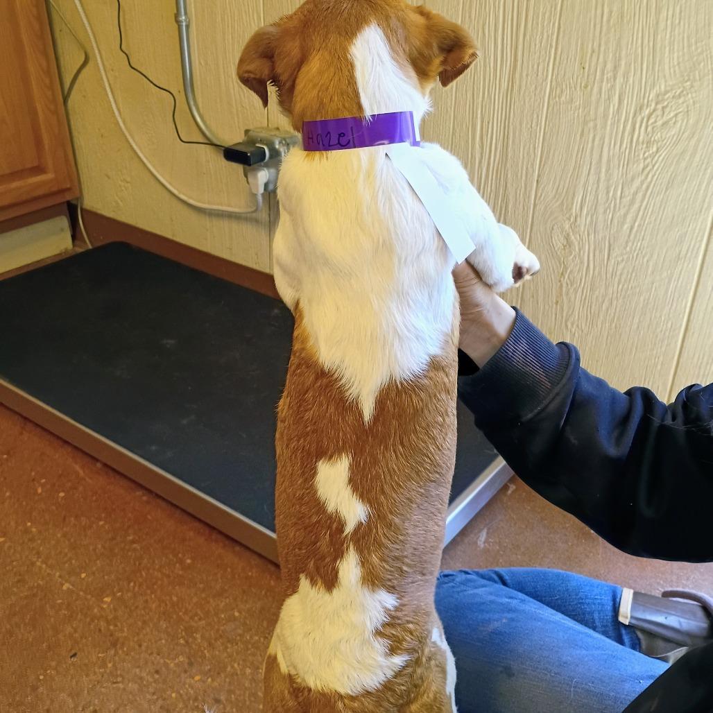 Hazel(Hot pink), Adoptable, Puppy Female Mixed Breed.