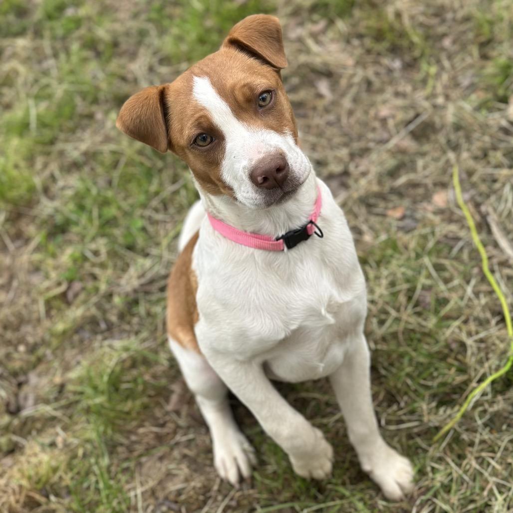 Enlarge Hazel(Hot pink), a Adoptable Mixed Breed in Clarksville, AR image 2/3