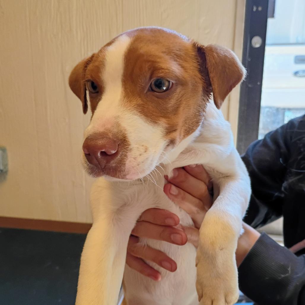 Enlarge Hazel(Hot pink), a Adoptable Mixed Breed in Clarksville, AR image 3/3
