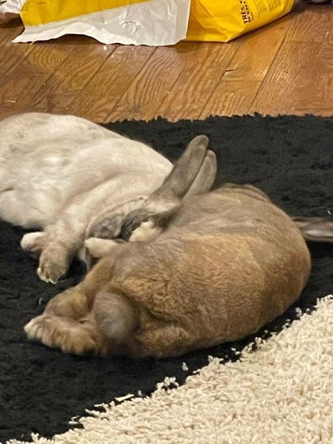 Enlarge Ferrari & Mustang, a Adoptable mixed breed in Ottawa, ON image 1/7